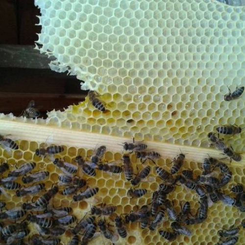 Rund um die Biene