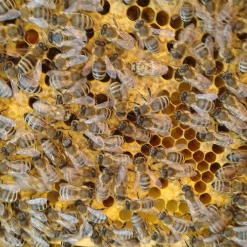 Rund um die Biene