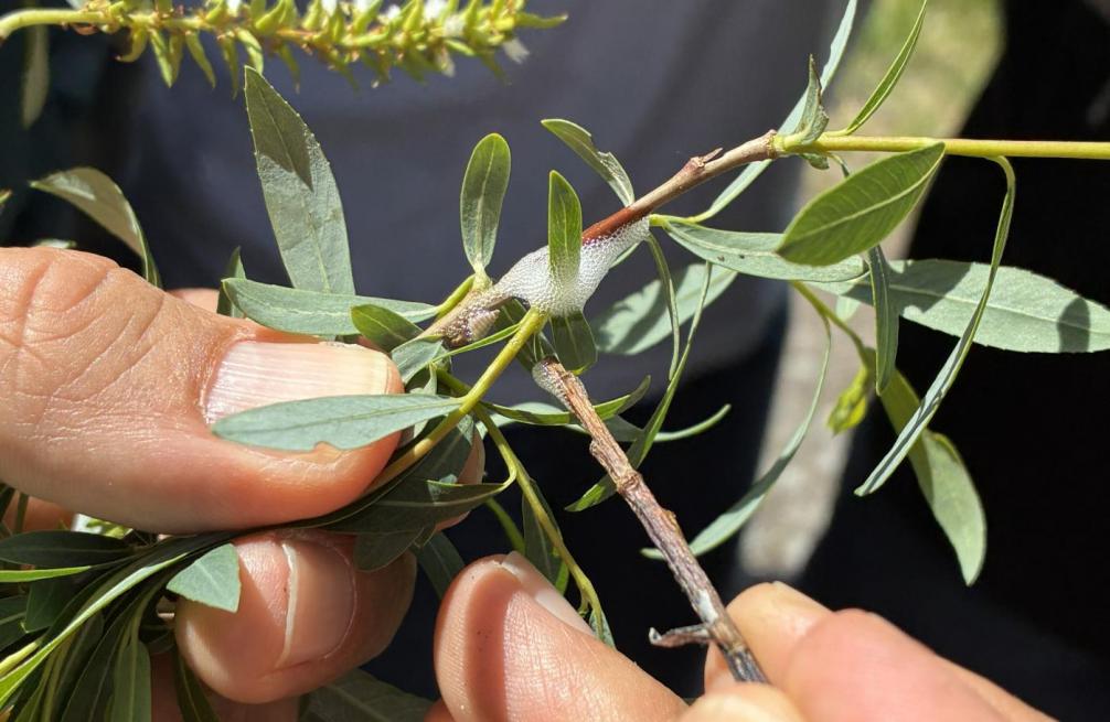 Abschlussveranstaltung Innsieme