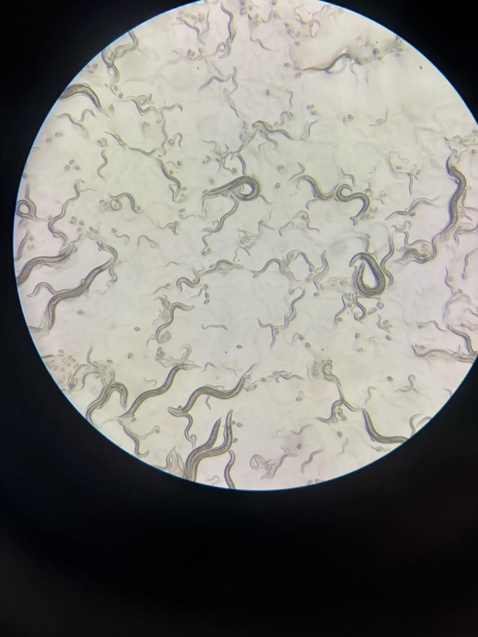 Wahlpflichtfach Biologie