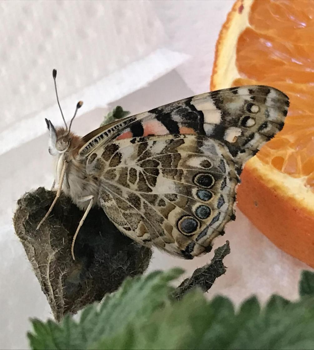 Von der Raupe zum Schmetterling