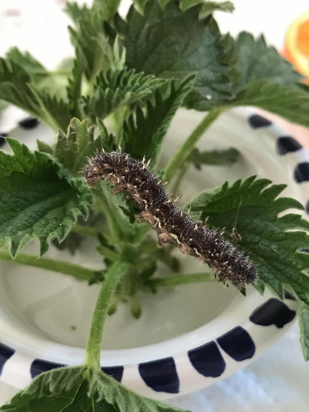 Von der Raupe zum Schmetterling