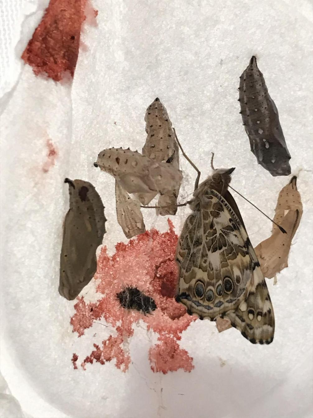 Von der Raupe zum Schmetterling