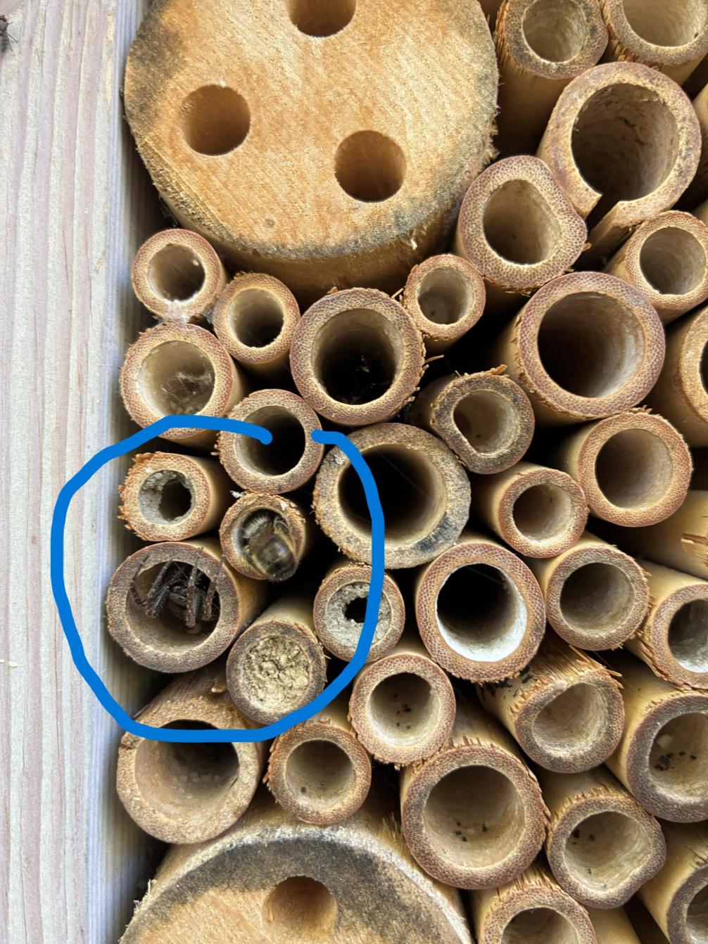 Insektenhotel mit Bewohner